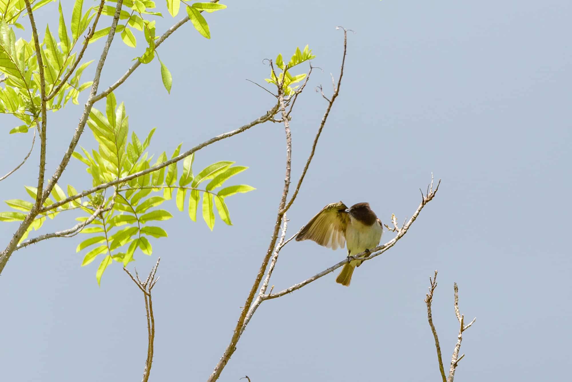 Manjuila (Tyrannus caudifasciatus)