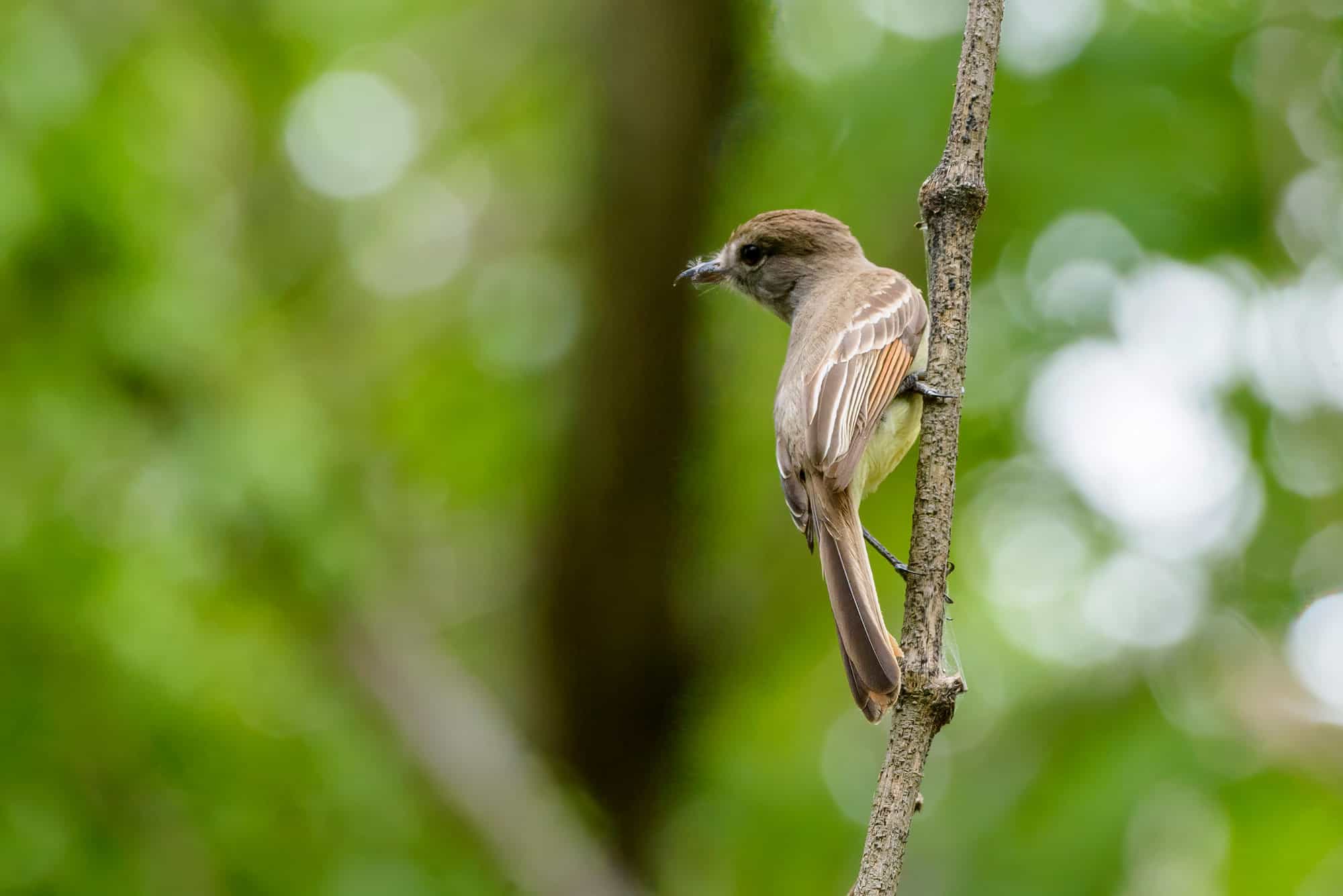 Manuelito (Myarchus Stolidus)