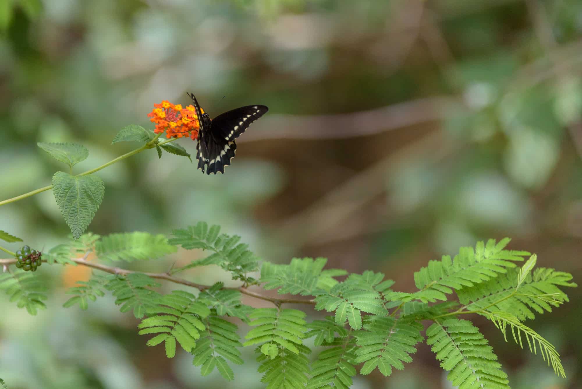 Mariposa luminaria (Battus polydamas)