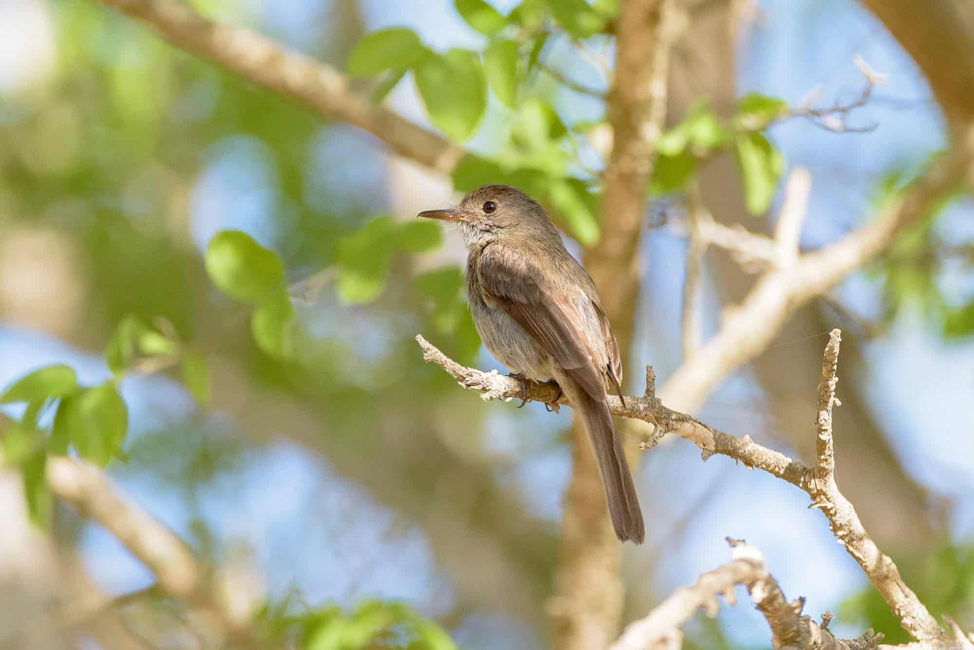 Maroita (Contopus hispaniolensis)