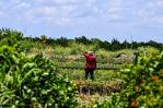 Una ley de Florida ensombrece el futuro de los trabajadores indocumentados Una ley de Florida ensombrece el futuro de los trabajadores indocumentados