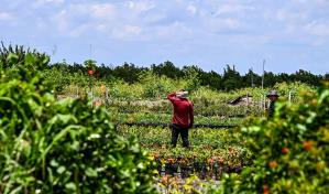 Una ley de Florida ensombrece el futuro de los trabajadores indocumentados