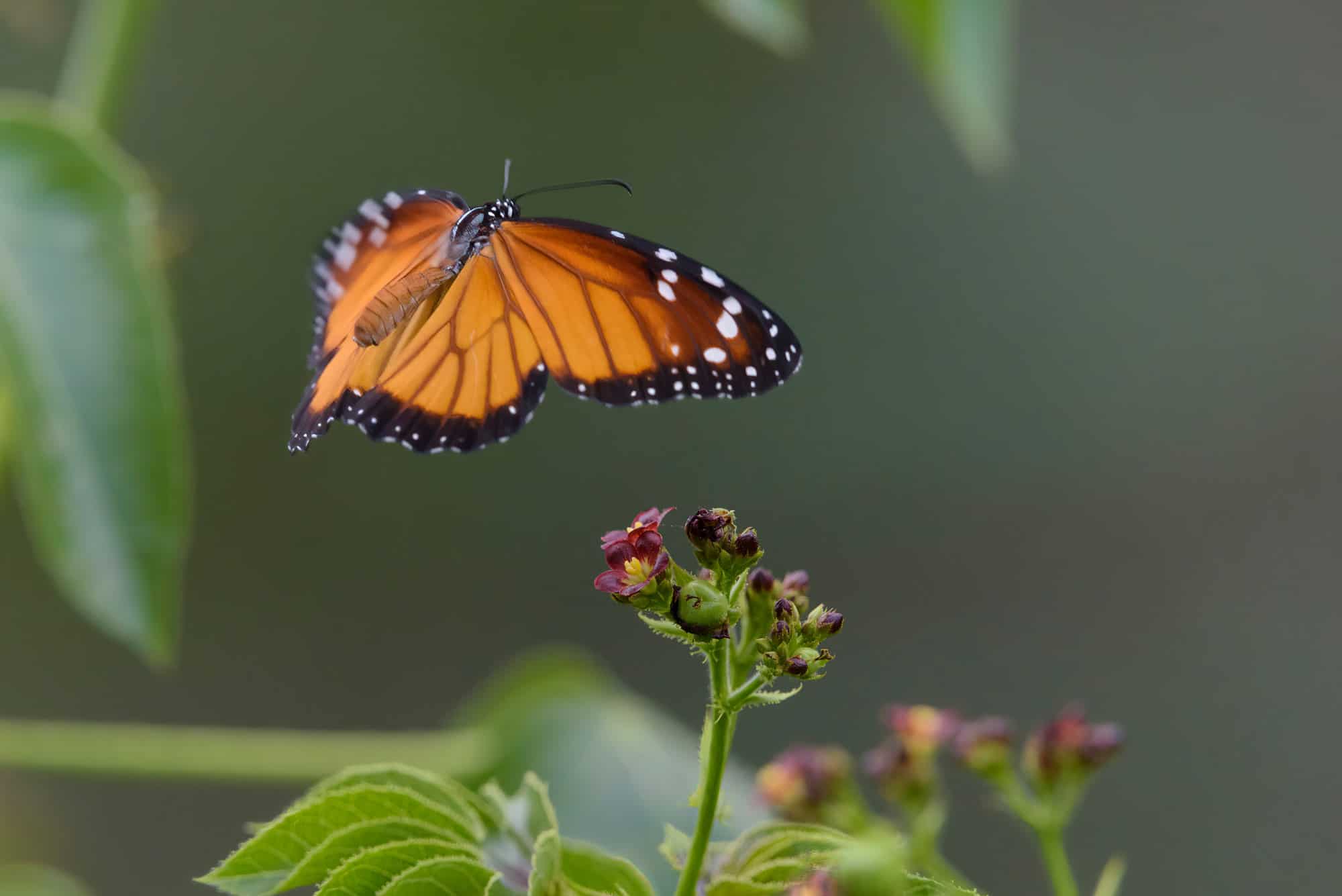 Monarca Sudamericana (Danaus eresimus)