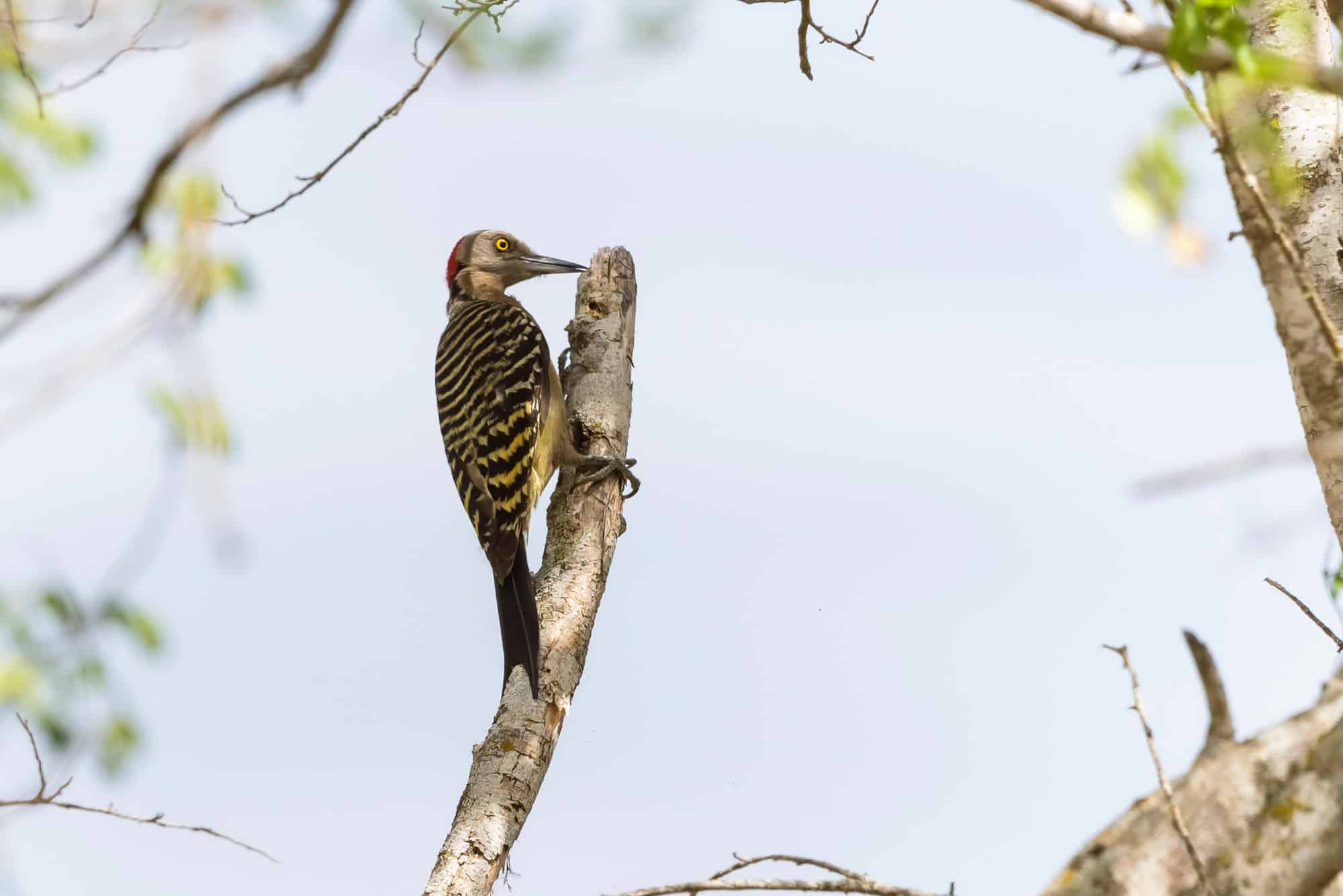 Pajaro Carpintero (Melanerpes striatus)