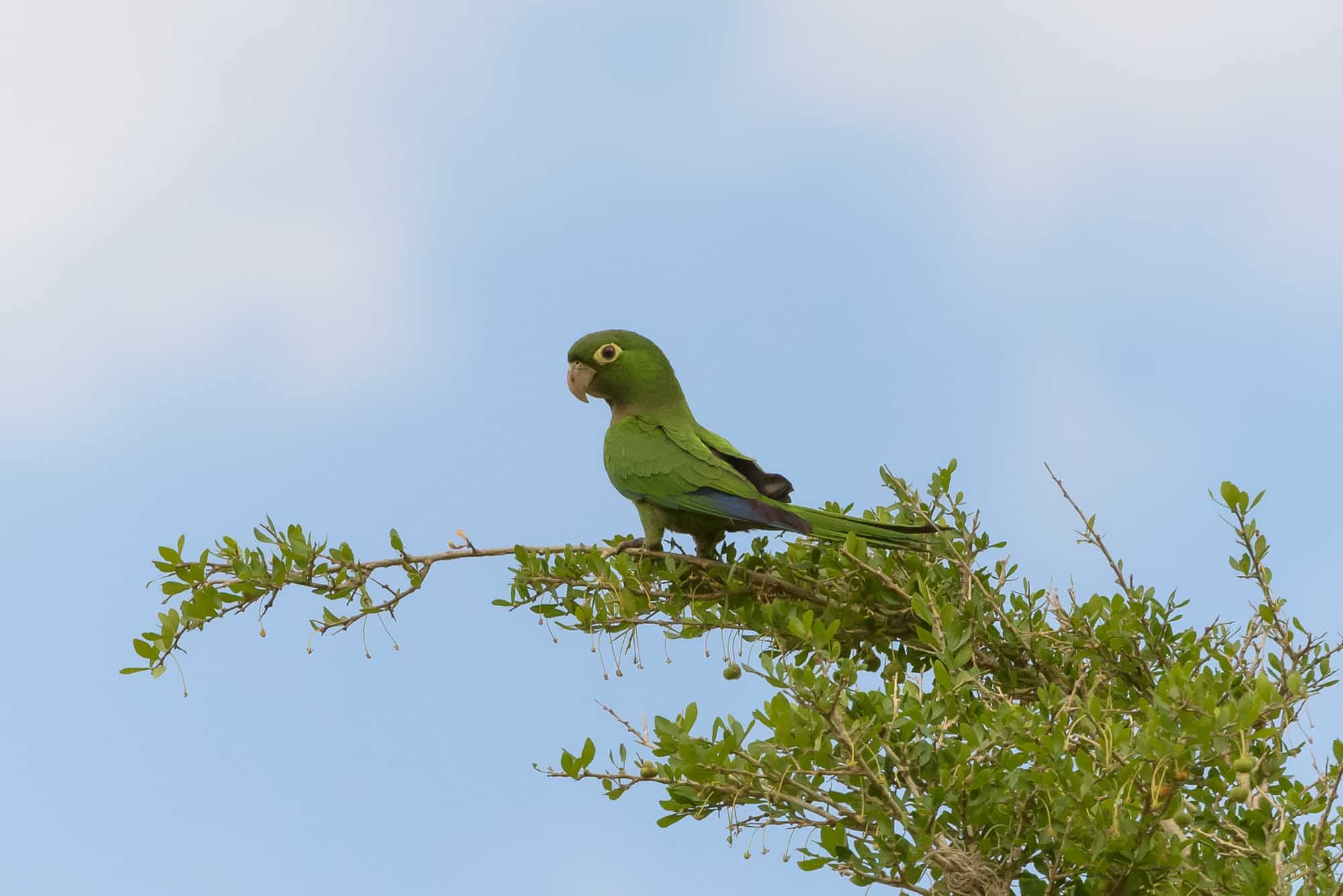 Perico amargo (Epsitula nana)