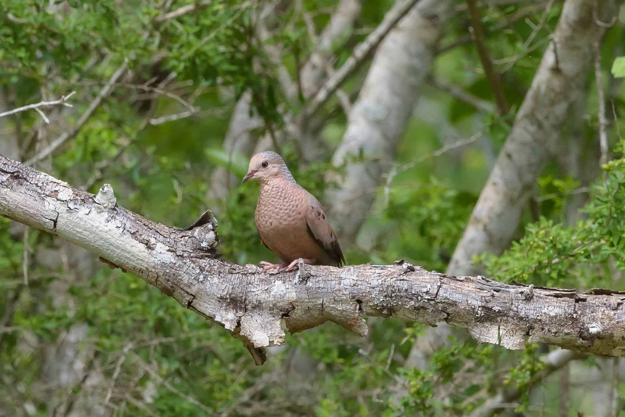 Rolita(Columbina passerina)