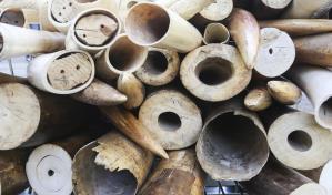 El Reino Unido prohibirá el comercio de marfil de cinco especies en peligro