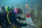 Desove de coral y reproducción asistida: una carrera para recuperar nuestros arrecifes Desove de coral y reproducción asistida: una carrera para recuperar nuestros arrecifes