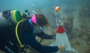 Desove de coral y reproducción asistida: una carrera para recuperar nuestros arrecifes