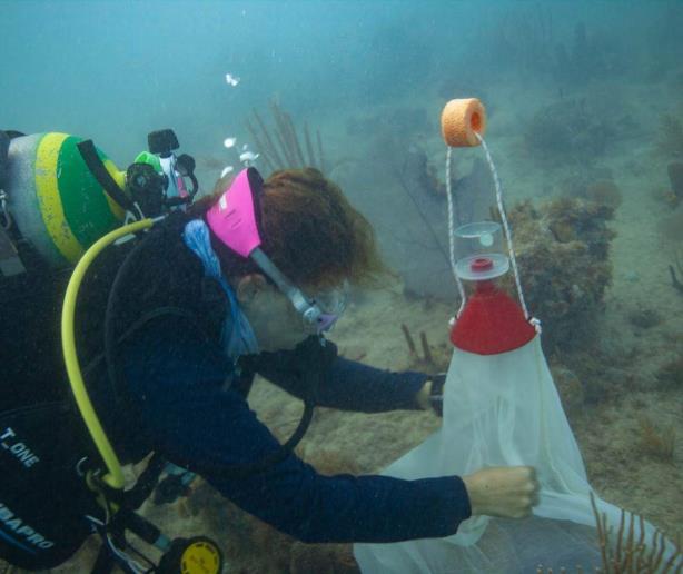 Desove de coral y reproducción asistida: una carrera para recuperar nuestros arrecifes