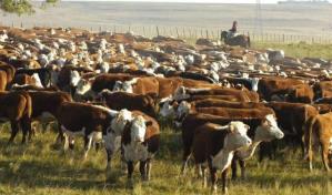 Ganaderos franceses preocupados por planes de reducir el rebaño vacuno por impacto climático