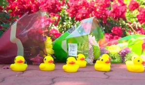 Hombre muere atropellado mientras ayuda a una familia de patos a cruzar la calle, en California