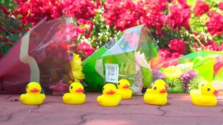Hombre muere atropellado mientras ayuda a una familia de patos a cruzar la calle, en California