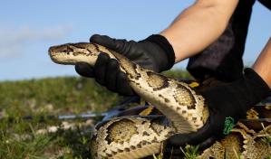 DeSantis anuncia nueva edición del concurso anual de caza de pitones en Florida