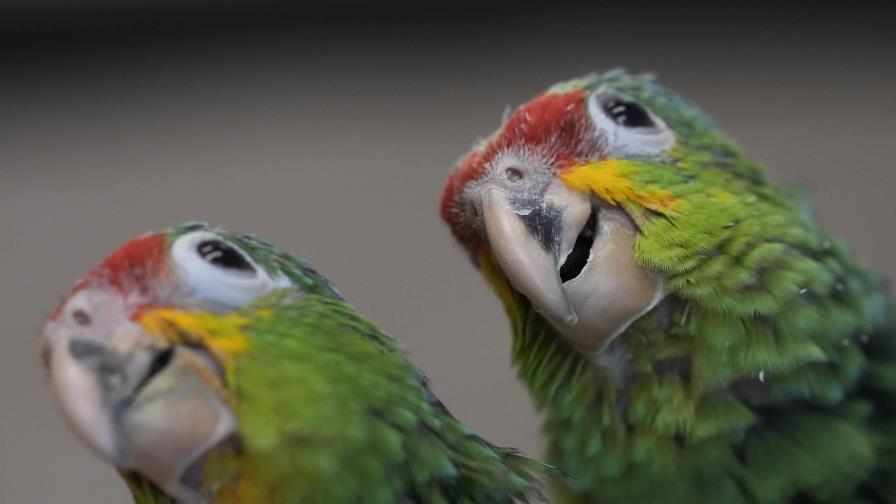 Una bolsa que piaba reveló un caso de contrabando de aves en el aeropuerto de Miami