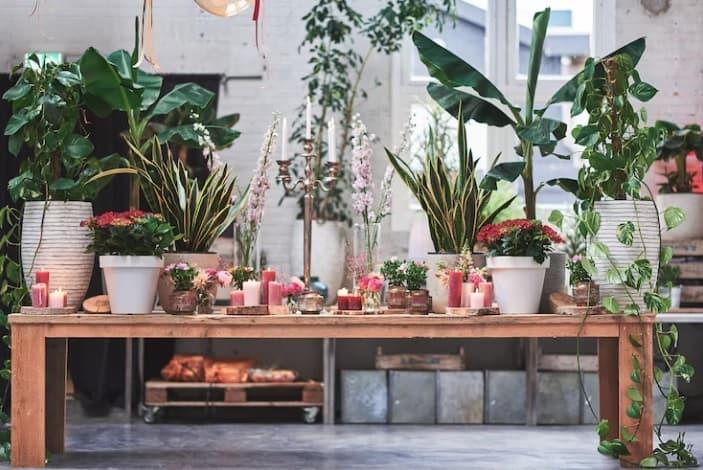 Ideas para decorar un espacio al aire libre con plantas