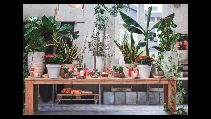 Ideas para decorar un espacio al aire libre con plantas