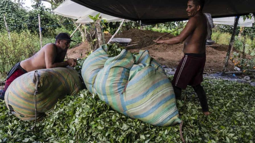 La insospechada crisis del negocio de la cocaína en Colombia La insospechada crisis del negocio de la cocaína en Colombia