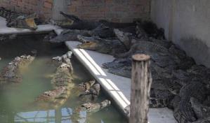 Atención: cocodrilos sueltos. Autoridades capturan 206 en zonas urbanas del noreste de México