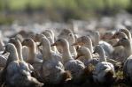 Vacunas probadas en patos de Francia contra gripe aviar son muy eficaces Vacunas probadas en patos de Francia contra gripe aviar son muy eficaces