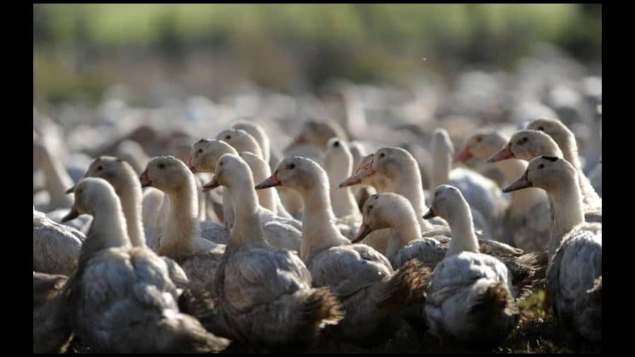 Vacunas probadas en patos de Francia contra gripe aviar son muy eficaces