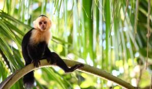 ¿Los monos realmente hablan por señas?