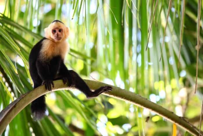 ¿Los monos realmente hablan por señas?