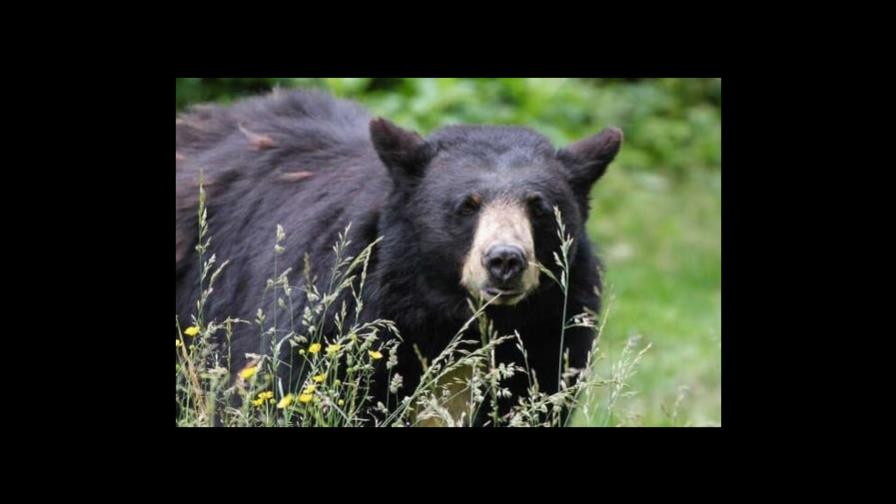 Video | Un oso negro se mete a una pastelería de Connecticut y se come 60 pastelillos