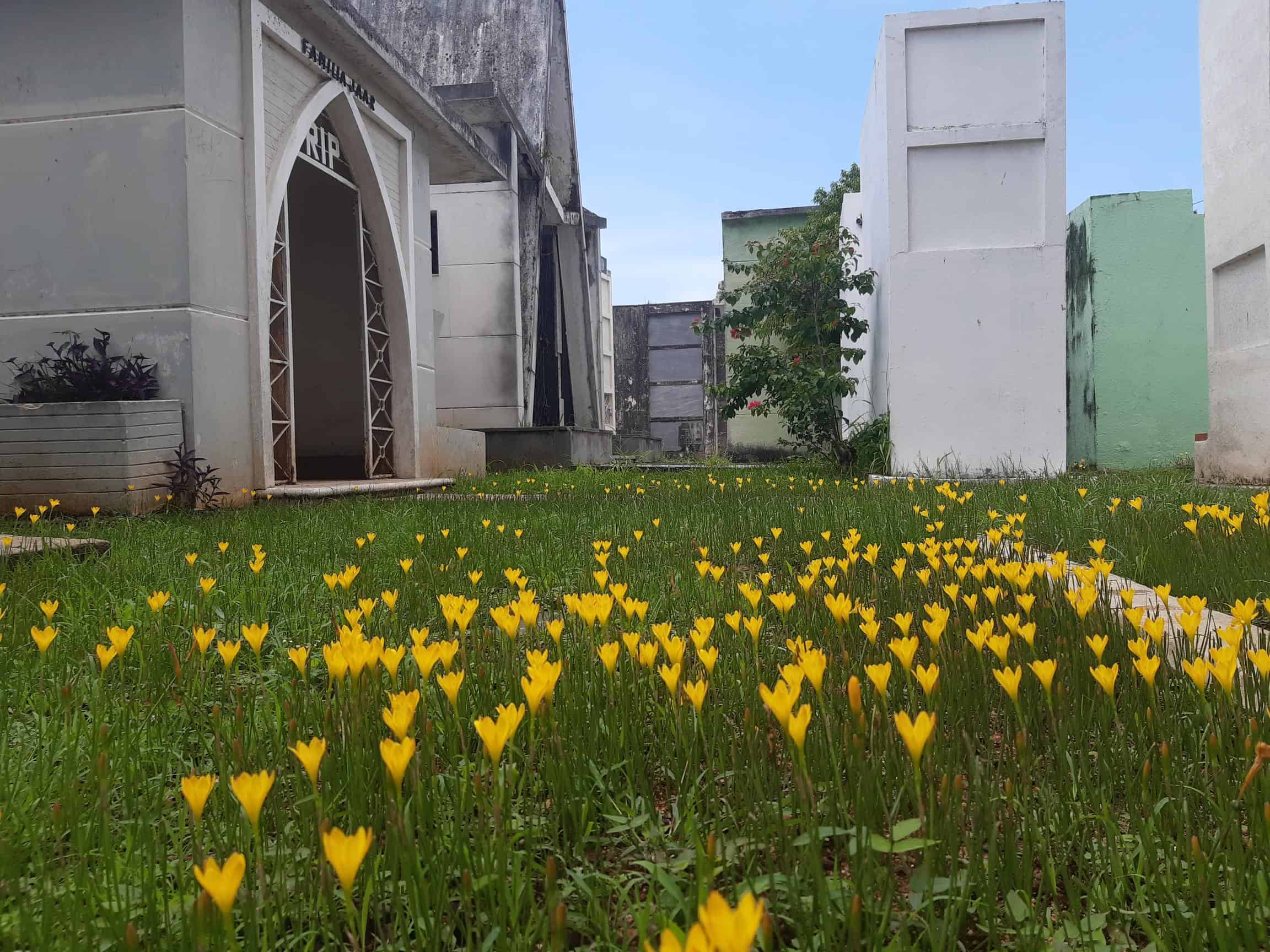 La naturaleza regaló flores amarillas a las tumbas del cementerio de la Gómez con el crecimiento de esta yerba