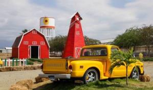 Anuncian el “Sunflower Festival” 2023