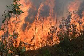 Miles obligados a evacuar por incendio forestal en el este de Canadá