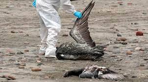La gripe aviar impacta a la fauna marina en Chile