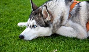 Mi perra sangra por la nariz