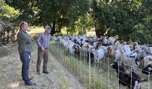 Una ley amenaza el empleo de cabras de pastoreo para prevenir incendios forestales en California