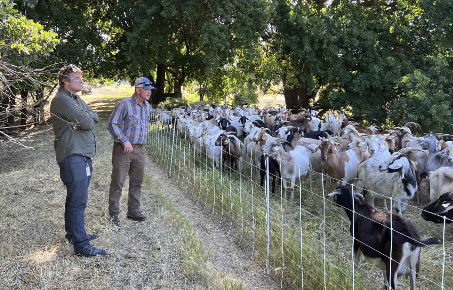 Una ley amenaza el empleo de cabras de pastoreo para prevenir incendios forestales en California