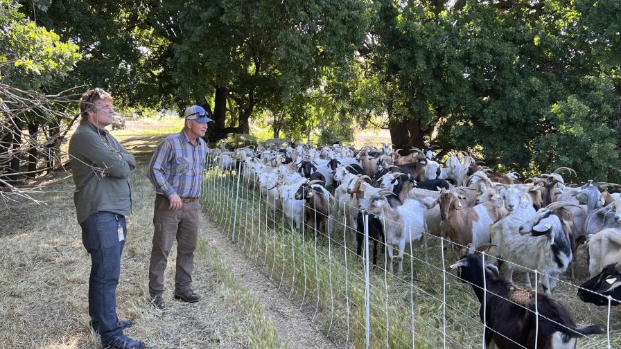 Una ley amenaza el empleo de cabras de pastoreo para prevenir incendios forestales en California