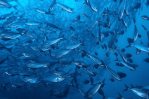 Los peces de la Amazonía brasileña están contaminados con mercurio, según estudio