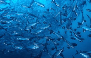 Los peces de la Amazonía brasileña están contaminados con mercurio, según estudio