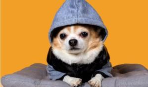 Cómo proteger a tus perros del frío