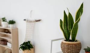 Las flores y plantas reducen un 20 % la contaminación en hogares