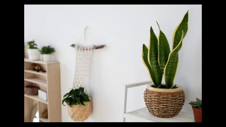 Las flores y plantas reducen un 20 % la contaminación en hogares Las flores y plantas reducen un 20 % la contaminación en hogares
