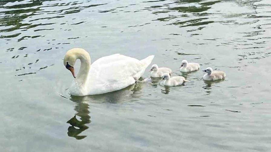 Una localidad al norte de NY de luto por la pérdida de un cisne blanco Una localidad al norte de NY de luto por la pérdida de un cisne blanco
