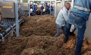 Muere buzo mientras retiraba sargazo que afecta Central Termoeléctrica Punta Catalina