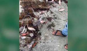 VIDEO| Denuncian muerte de peces en playa donde funciona barcaza de empresa Karadeniz en Azua