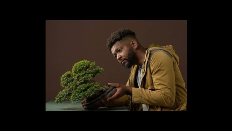 Mañana se inicia Bonsai en la Zona 2023