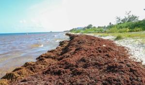 Disminuye un 15 % la masa de sargazo en Atlántico, algo nunca antes registrado