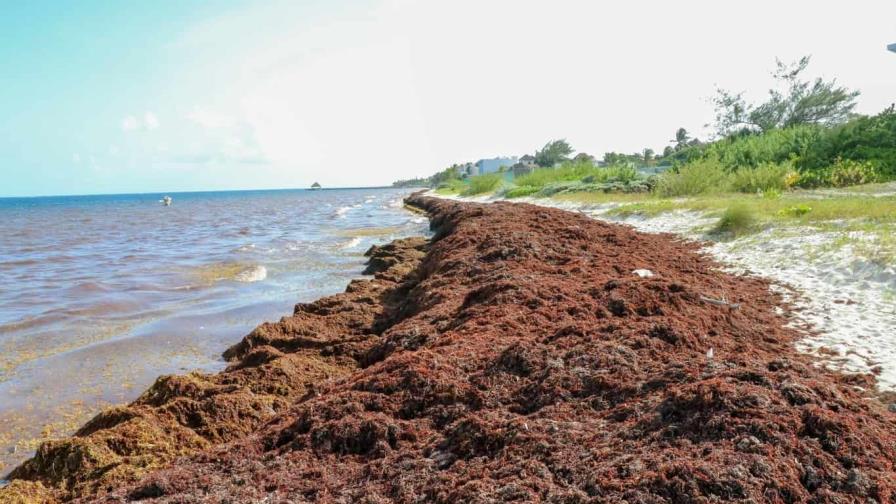 Disminuye un 15 % la masa de sargazo en Atlántico, algo nunca antes registrado