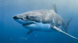 Australia registra el cuarto ataque de tibur&oacute;n en dos d&iacute;as