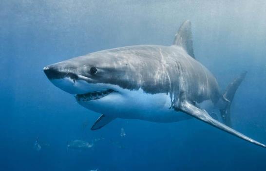 Australia registra el cuarto ataque de tibur&oacute;n en dos d&iacute;as