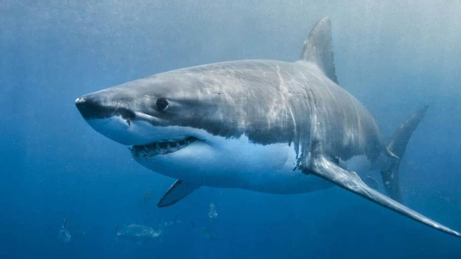 Avistan tiburones blancos en costas del Lejano Oriente ruso a causa del cambio climático Avistan tiburones blancos en costas del Lejano Oriente ruso a causa del cambio climático